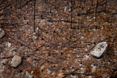 HRENSKO, CZECH REPUBLIC. 30th March 2025.  Pravciska Brana valley with burned trees on mountains....