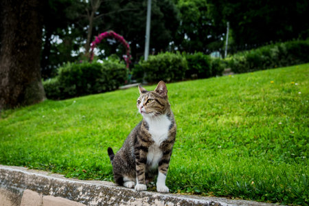 Tabby stray cat with white paws walking on a stone curb in a green park in Istanbul.の写真素材