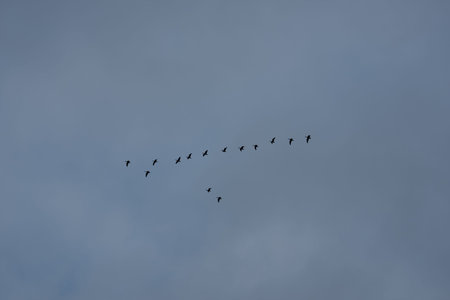 A wide shot of a flock of birds flying in a classic V shape formation across a vast blue sky during...