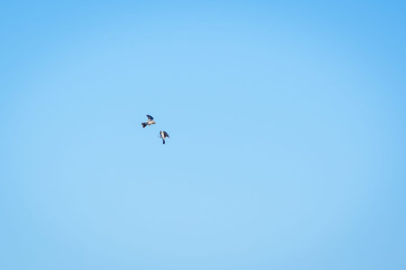 Territorial battle between two Skylark birds in the spring sky.