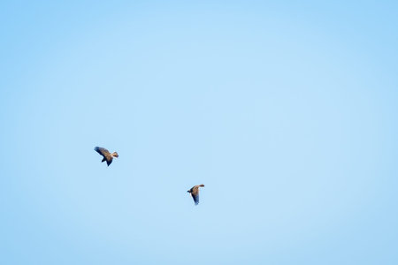 Territorial battle between two Skylark birds in the spring sky.