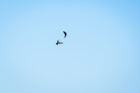 Territorial battle between two Skylark birds in the spring sky.の写真素材