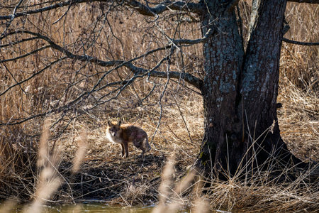 A portrait of a wild red fox suffering from mange, standing cautiously in a dry, grassy meadow.