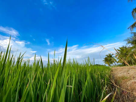 Village & Paddy field in Balik Pulau.の写真素材