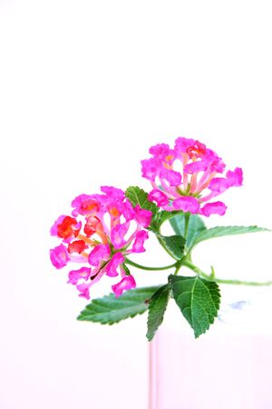 Beautiful Lantana camara on white blackgroundの写真素材