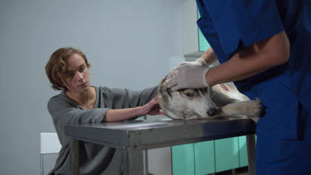 Owner pets his dog lying on the table, vet checks ears of dogの写真素材