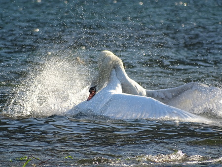courtship between swans on Lake Leccoの写真素材