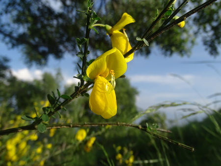 spontaneous flowers of springの写真素材