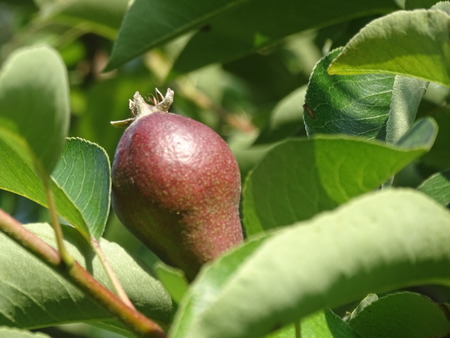 pear growing in springの写真素材