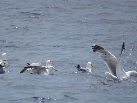sea ??gullsの写真素材