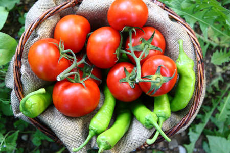 Wood basket full of red tomatoes and green peperoniの写真素材