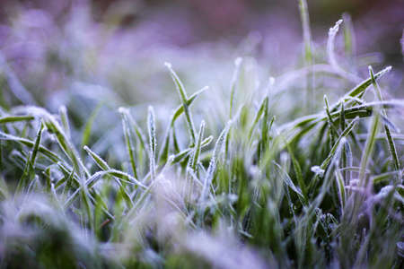 Fall grass with ice over early morning in Ankaraの写真素材