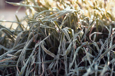 Fall grass with ice over early morning in Ankaraの写真素材