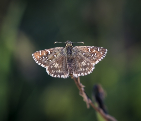 Butterfly on uniform backgrounの写真素材