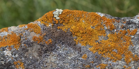 Texture of orange lichen on rock