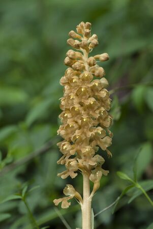 Wild orchids  Neottia nidus-avis の写真素材