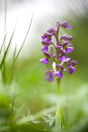 Wild Orchid  Anacamptis morioの写真素材