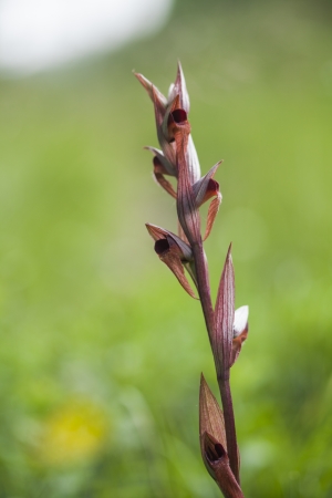 Wild Orchid  Serapias vomeraceaの写真素材