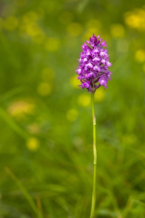 Wild Orchid  Anacamptis piramidalisの写真素材