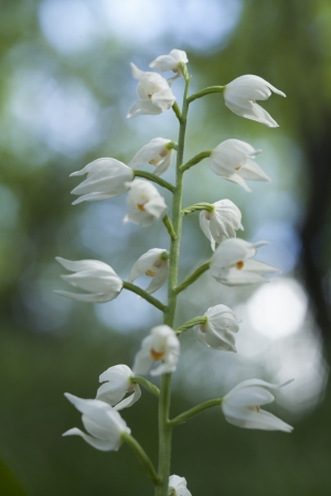 Wild Orchid  Cephalanthera longifoliaの写真素材