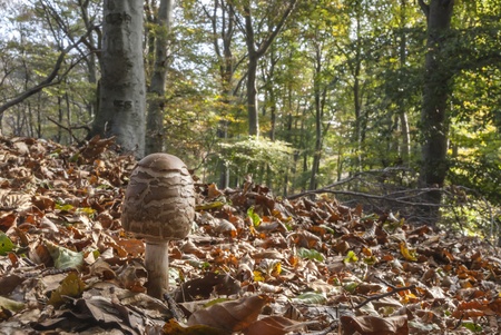 Mushrooms in the forest floor in autumn among the fallen leaves of the beechesの写真素材
