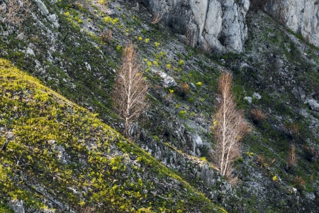 Bare trees with grazing lightin in autumnの写真素材