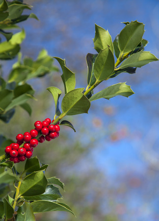 Detail of red berries of hollyの写真素材