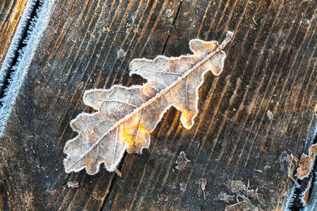 Fall leaf covered with frost