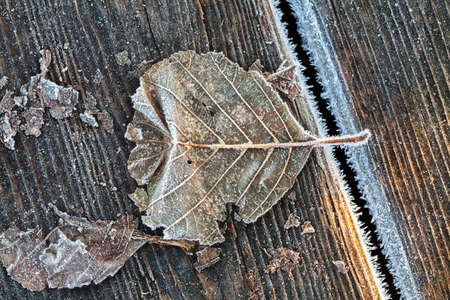 Fall leaf covered with frostの写真素材