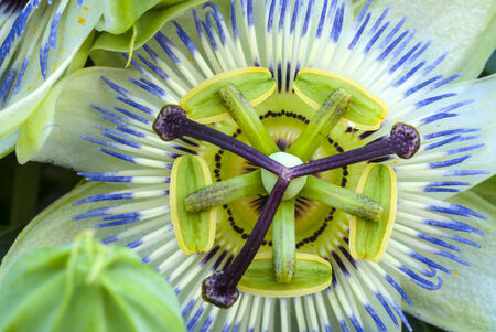 Flower of Passiflora caeruleaの写真素材