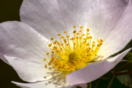 Rosehipの写真素材