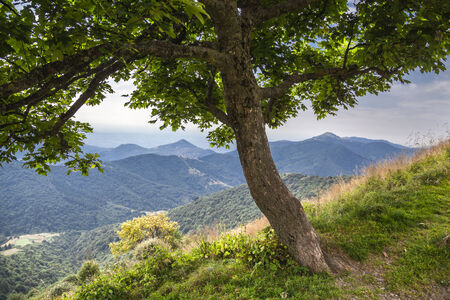 Landscape seen from under a tree の写真素材
