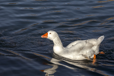 White gooseの写真素材
