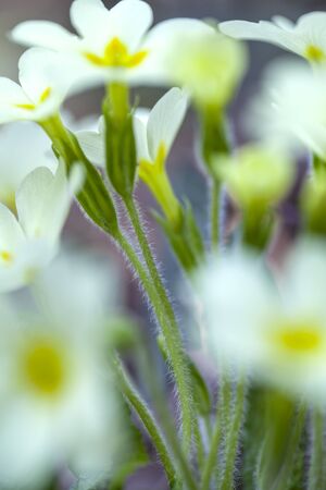 Primula Vurgarisの写真素材