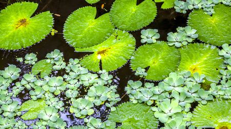 Texture with leaves of water lilies