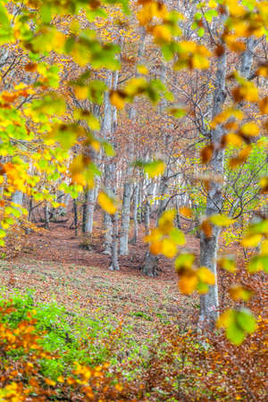 Beech forest in autumn colorful liveryの写真素材
