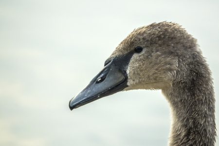 Swan still covered with gray feathersの写真素材