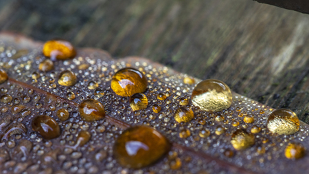 Colored dew drops on fallen leaves
