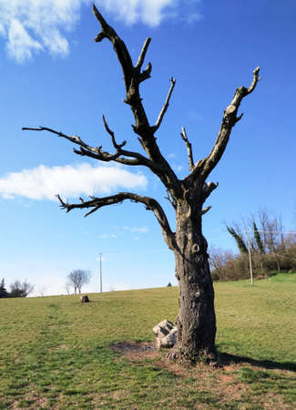 Photo Landscape hilly First floor Dead cherry tree in the summer dayの写真素材