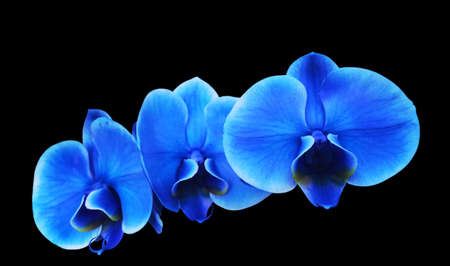 Photo illustration first floor Blue electric flower orchidの写真素材