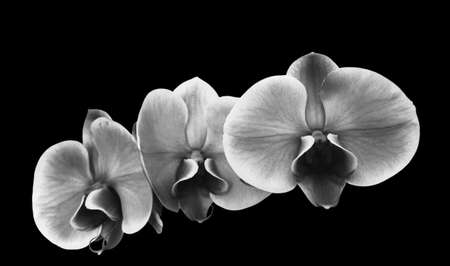 Photo illustration first floor flower orchid Black & whiteの写真素材