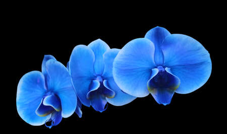 Photo illustration first floor Blue electric flower orchidの写真素材