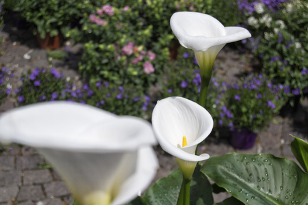 calle lily flowers at marketの写真素材
