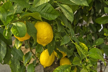 Lemon tree with yellow lemons and green leavesの写真素材