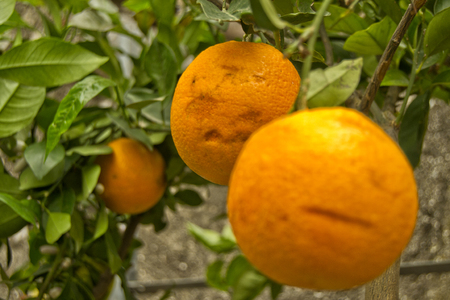 orange fruits on trees with green leavesの写真素材