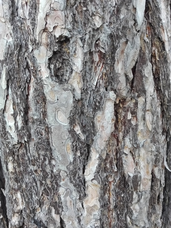 maritime pine bark used as background textureの写真素材