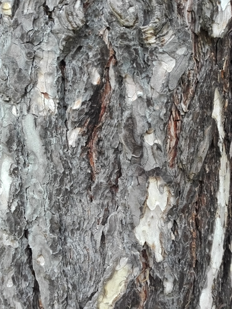 maritime pine bark used as background texture