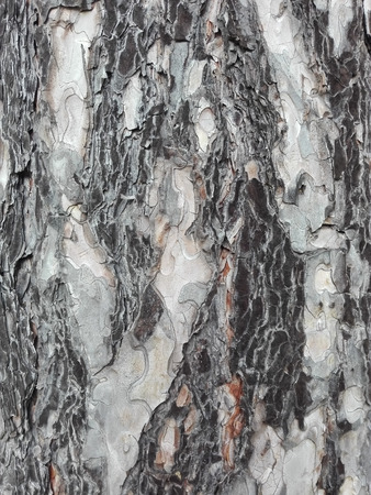maritime pine bark used as background textureの写真素材