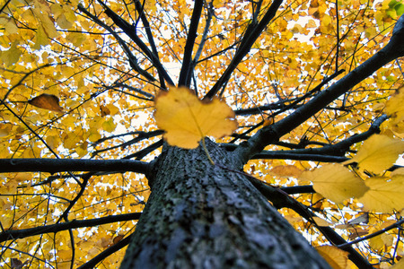 Yellow tilia (lime trees) leaves and trunk in an autumnal day. for fall and sesonal conceptの写真素材
