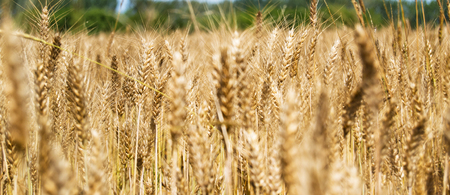 blurred image of yellow wheat field - Triticum, Triticeae, Poaceae, Angiospermsの写真素材